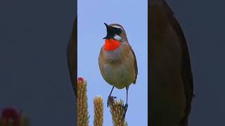 Download lagu #syberia#rubythroat#birdssoftsinging#naturelovers #africa mp3