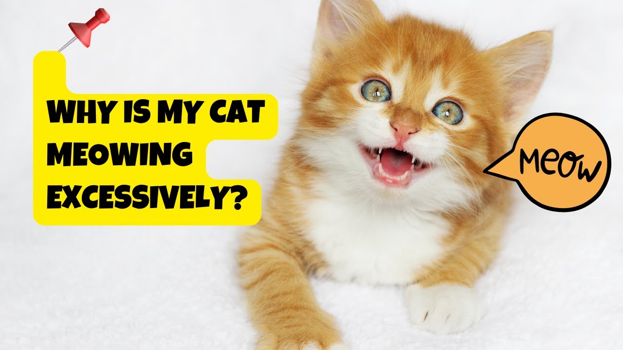 Why Is My Cat Meowing Excessively?