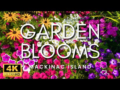 AMAZING Flower Blooms and Peaceful Music | Mackinac Island Flower And Garden Tour 2024