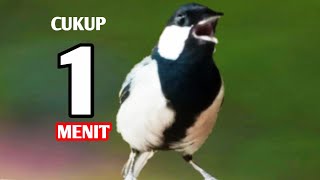 Download lagu gelatik batu bahan pasti nyaut di pancing dengan suara  ini|| gelatik batu gacor mp3