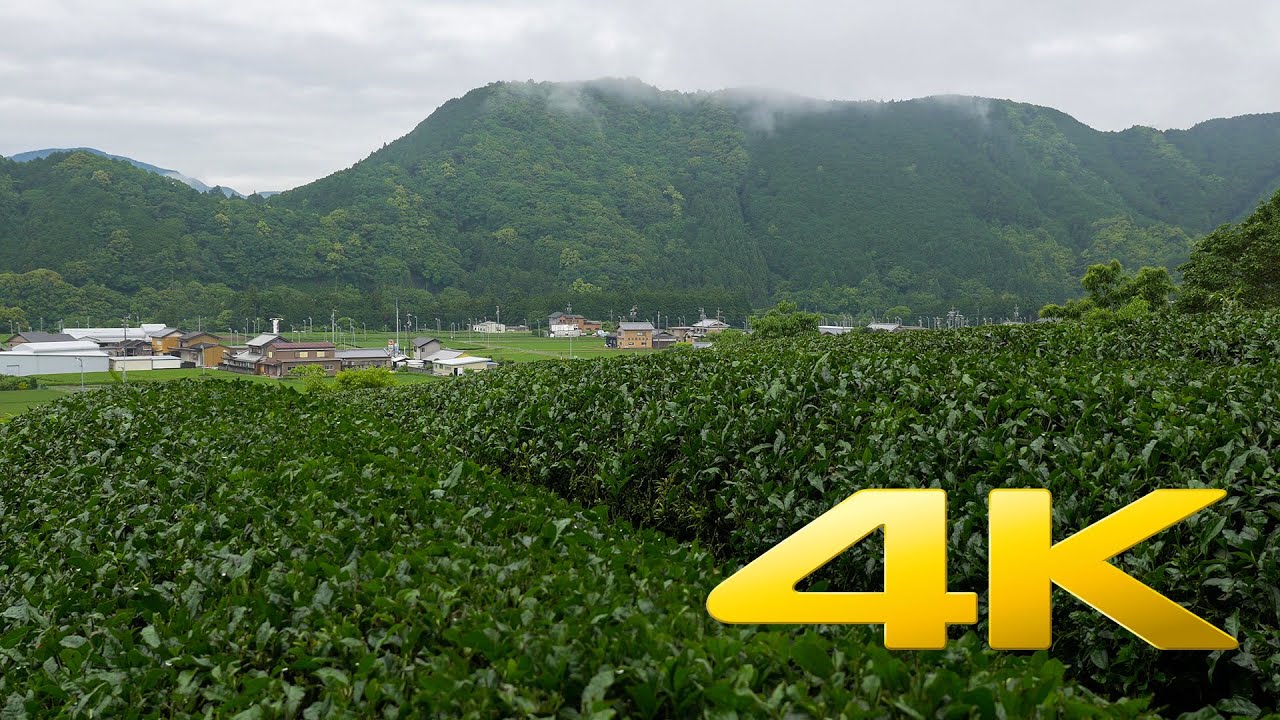 Mie Green Tea Fields