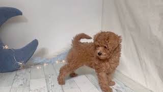 トイプードルの動画01