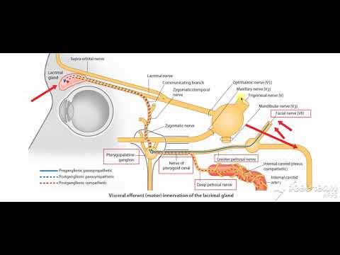 pterygopalatine ganglion 3