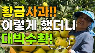 황금사과 시나노골드 수확현장 대박 이렇게 농사 잘된것 처음봅니다 사과수확 부사사과 꿀사과 사과판매