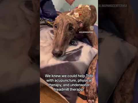 Greyhound Learns to Walk Again