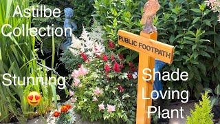 Astilbe Collection - Perennial Cottage Garden. Astilbe Ellie / Fanal / Freya. Shade loving plant.