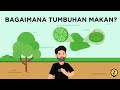 Bagaimana Tumbuhan Makan Proses Fotosintesis