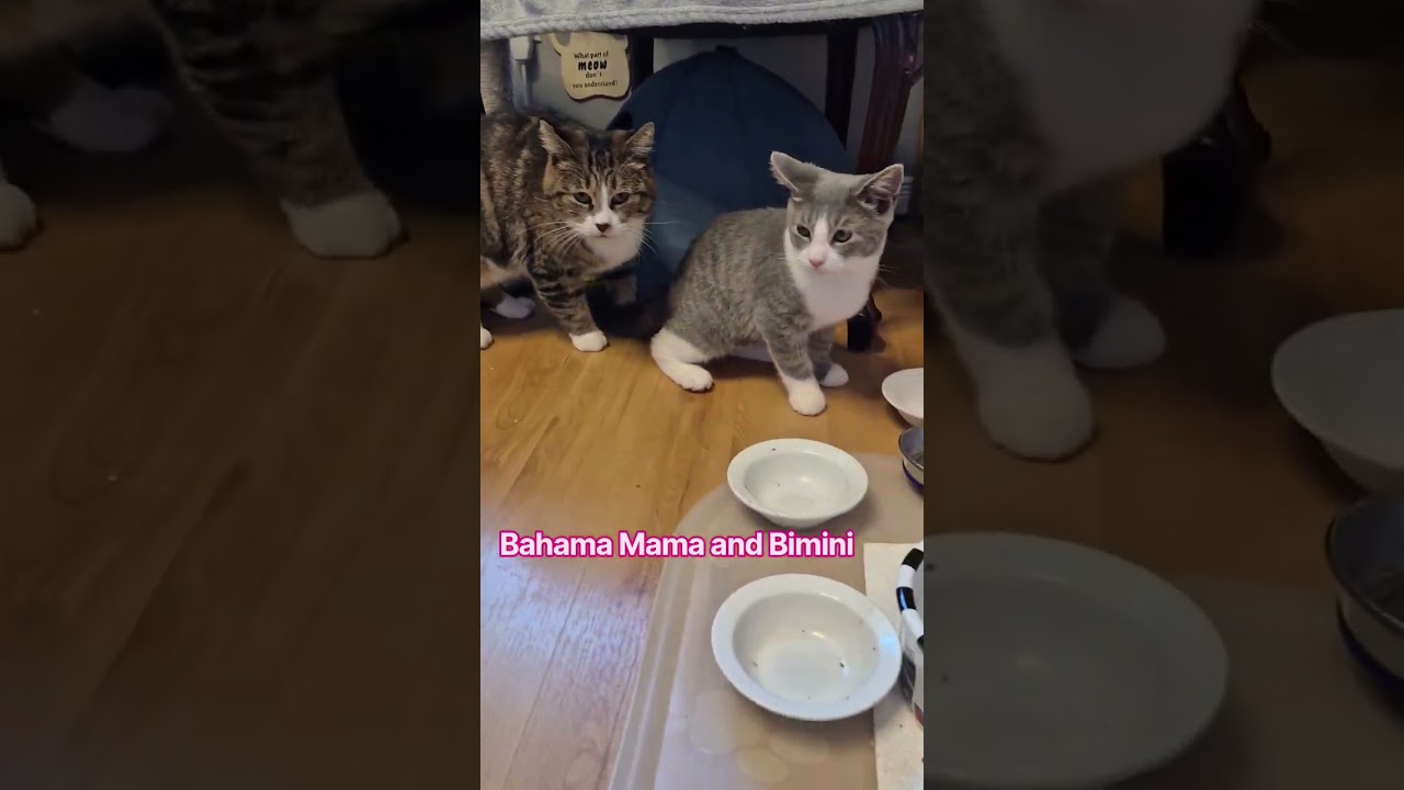 Enlarge Bahama Mama and Bimini, a Adoptable Domestic Short Hair in Dartmouth, NS video 6/6