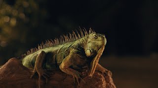 Southwest Airlines Bingo Bongo | Getaways by Southwest™