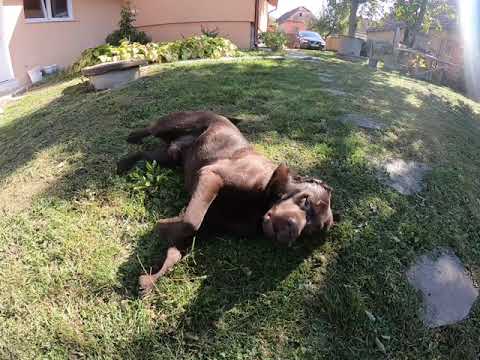 Bulica tavalit Haghig