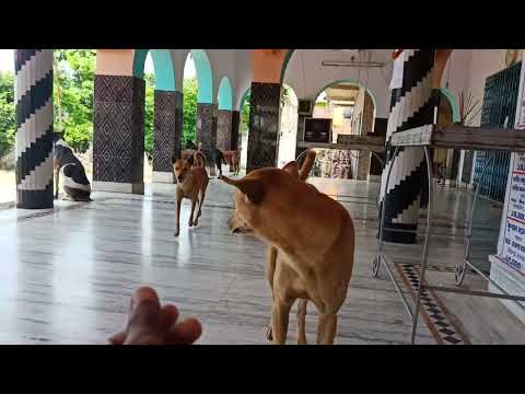 Shorts I animal I dog