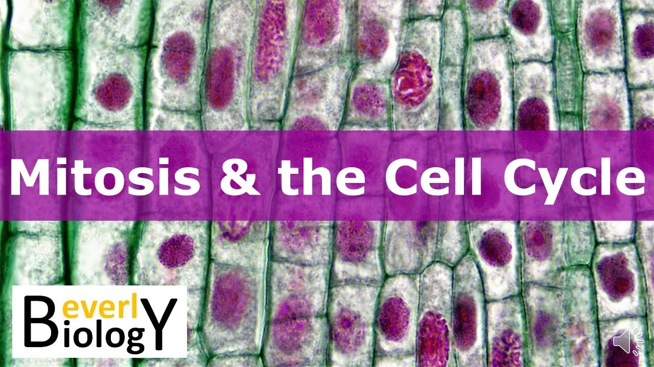Mitosis & the Cell Cycle (updated)