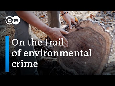 Killing for Wood: The Timber Mafia's Brutal Business