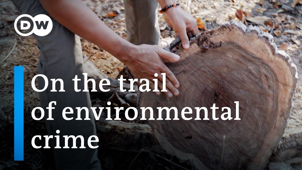 Killing for Wood: The Timber Mafia's Brutal Business
