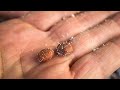 Game Changing Seed Cleaning Method With Finished Product