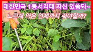 서리태콩 노린제 약은 언제까지 줄까? 대한민국 1등서리태~  서리태콩 재배방법,농약,병충해,귀농귀촌,전원일기…