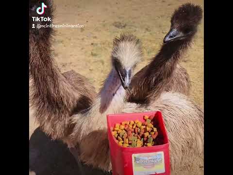 Fred, Wilma, and Pebbles' favorite treat  plain old dog food 🤦‍♀️