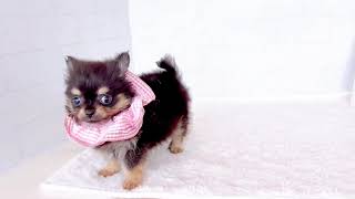 ハーフ犬の動画01