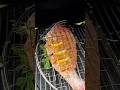Red Snapper on the Big Green Egg #grilling #redsnapper #grilledseafood #grilledfishrecipe