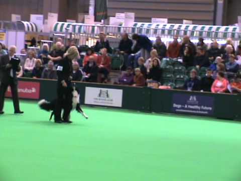 Jan Matthews & Croftmist Rivers of Krismoss  Crufts Dog Obedience Championships 2012