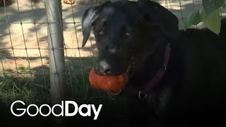 These dogs at Bradshaw Animal Shelter need a home!