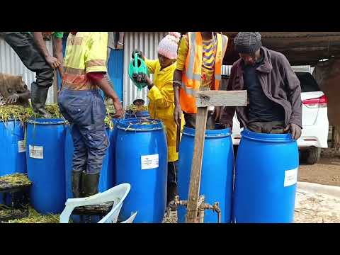 Silage Making Process(Step by step Procedure)