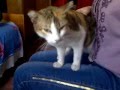 Кошка Мурка 