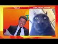 news anchor laughing at cat