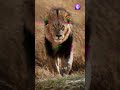 Shera De Dereya Te Trendingshorts Youtubeshorts Viralshorts Shorts