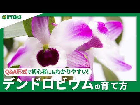 美しくエキゾチックで繊細な花のコレクションを作成するために、竹製のデンドロビウム蘭を世話するにはどうすればよいですか?  庭園