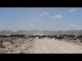 Hundreds Of Wildebeest Running Across The Road