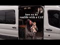 VANLIFE WITH A CAT How We Do It Everything We Use Built