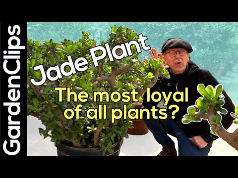 Jade Plant - Why Such a LOYAL and EASY houseplant! - What's the best companion for Crassula ovata?