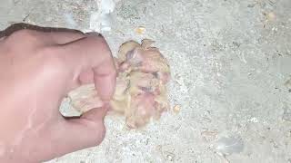 Cách ghép chim con cho chim bố mẹ nuôi khi vào mùa đông/Chia sẻ kinh nghiệm chăn nuôi #chimbồcâu