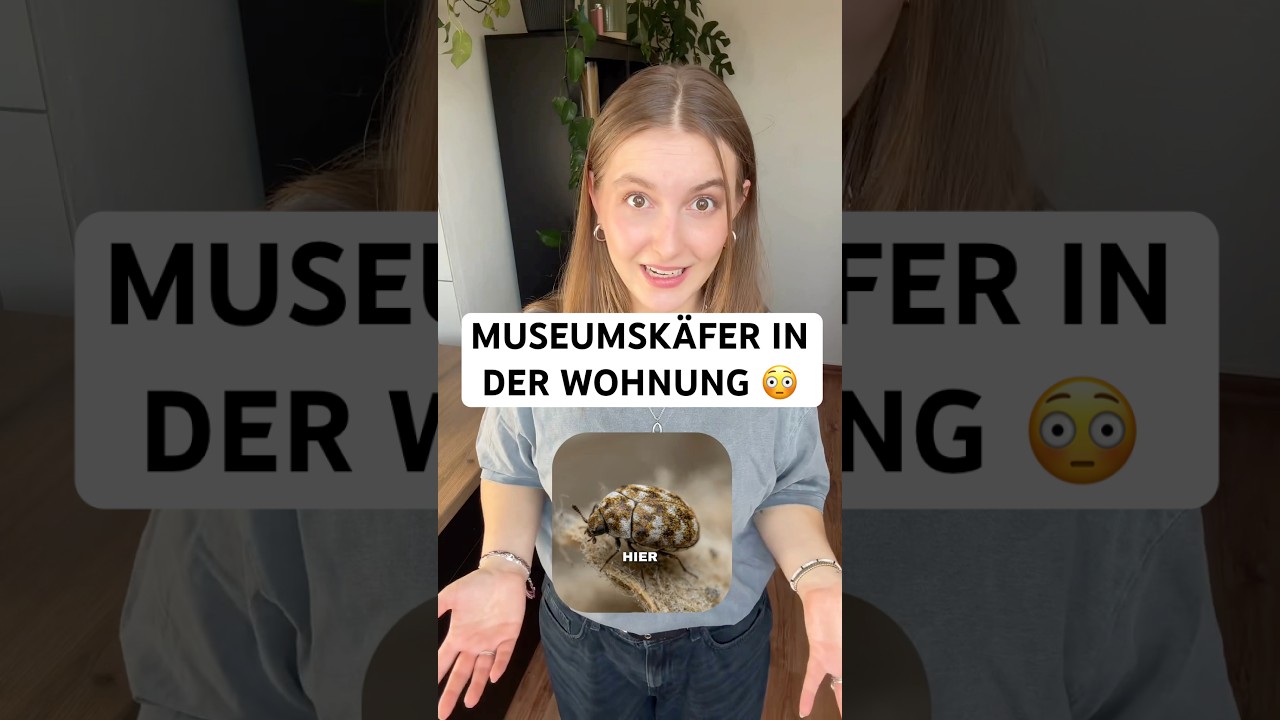 Museumskäfer erkennen & loswerden: So schützt du Kleidung, Textilien und Naturmaterialien!