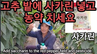 고추밭에 사카린 넣고 농약해야 하는 이유 Add saccharin to the red pepper field…