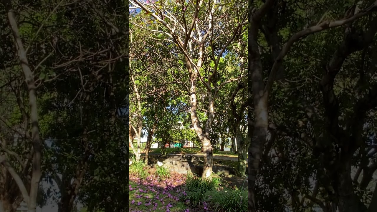 YouTube Short thumbnail