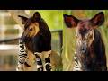 A Miracle In The Lost Forest San Diego Zoo Welcomes Endangered Okapi Calf