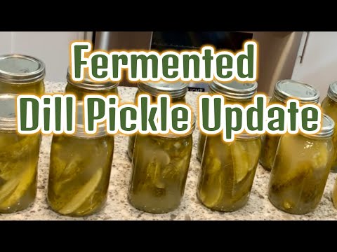 Fermented Dill Pickle Update /  Making Dill Pickles in a Crock