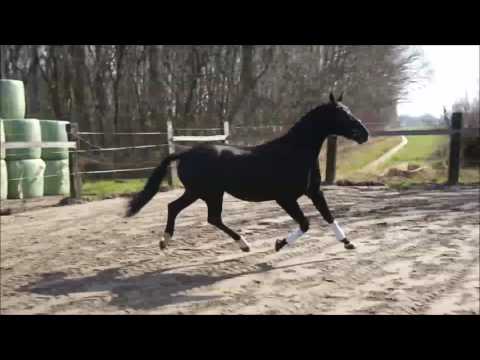 6yrs old gelding by Fürstenball x Sunny-Boy