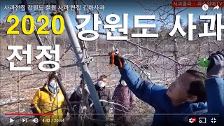 사과전정/강원도 철원 사과 /김화사과