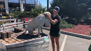 Download Lagu 2 year old yellow lab, Hank! Central Coast: Off Leash K9 Training Thumbnail