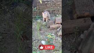 Download lagu Kucing panik lucu😂😂 #cover #kucing #dangdut #djremix #cat #music mp3