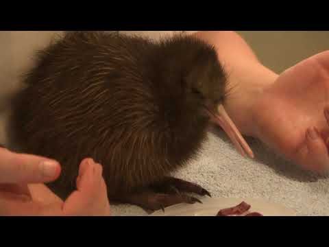 YouTube video about: Can you have kiwi birds as pets?