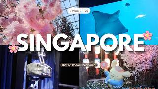 singapore vlog | 🌸 sakura, sanrio, oceanarium, jurassic world experience🦕, disney cruise fireworks