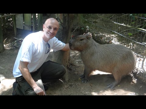 CAPIVARA! ELA PODE SER DOMESTICADA OU NÃO? ONDE VIVE, O QUE COME, TRANSMITE DOENÇAS? E MUITO MAIS!