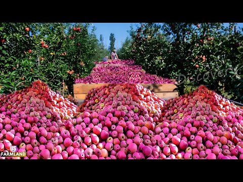 American Farmers Produce Millions Of Tons Of Apple this way | Apple Harvest and Process