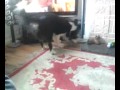 Barney My Collie