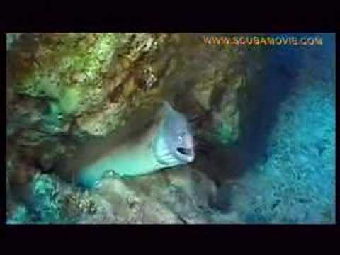 Faszinierende Unterwasserwelt, Dahab - allgemein,Ägypten