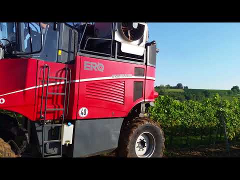 Traubenlese in Lörzweiler bei Mainz